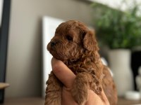 Efsane poodle yavrularımız hazır