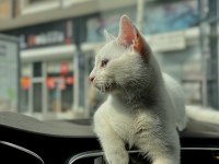 Sürekli seyahat halindeyim kedime vakit ayıramıyorum