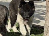 Mükemmel Amerikan Akita