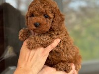 Toy Poodle Bebeklerimiz