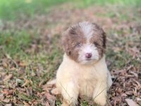 Trde nadir irklardan mini ausieedoodle yavrumuz