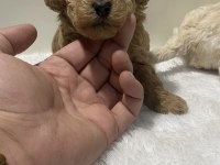 Apricot renk dişi erkek tam toy poodle yavrular