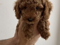 Tuvalet Eğitimli Toy Poodle Yavrularım - Her Renkten