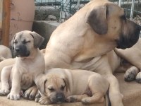 A Kaliteli Presa Canario Yavrular