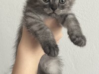 Yavru Scottish Fold Kedimiz İçin Ulaşın