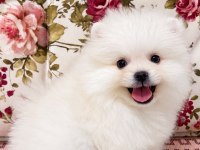GÜLEN YÜZ AYI SURAT POMERANİAN BOO