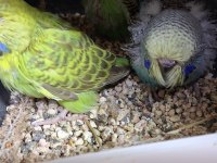 Show Jumbo Muhabbet Kuşu Yavruları