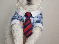 MALTESE MİNİ PUPPY