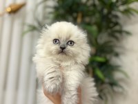 BEBEK YÜZ SCOTTISH FOLD YAVRULARIM 