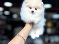 Pomeranian boo yavrumuz