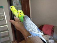 Renk renk muhabbet kuşları
