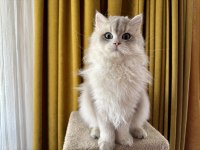 Gri british longhair paşa