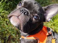 Erkek 2.5 french bulldog