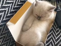 Ücretsiz british shorthair kedimiz