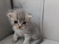 Scottish Fold Kedisi