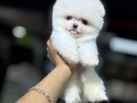 Irk garantili sözleşme ile teslim pomeranian