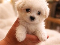 Erkek ve dişi maltipoo ve maltese sıfır boy bebekler