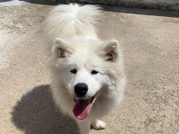 16 Aylık Dişi Samoyed