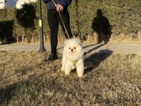 PEDIGREE’Lİ KAR BEYAZ GENÇ YETİŞKİN BOO