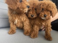 Red Toy Poodle Sahiplendirme