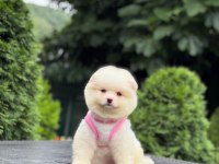 Sevimli Pomeranian Boo Köpekler