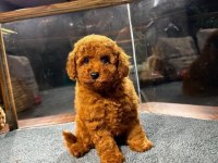 Red Brown poodle yavrularim ev üretimi