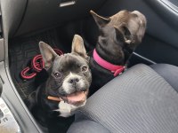 ERKEK FRENCH BULLDOG YAVRU 6 AYLIK