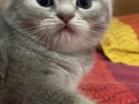 Safkan scottish fold