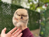 Teddy Bear Pomeranian Boo Yavrumuz