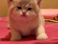 Safkan British Shorthair Yavrular