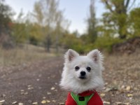 erkek pomeranian tilki surat 7 aylık
