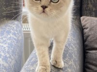 4 aylık british shorthair