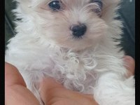 Muhteşem Kore maltese