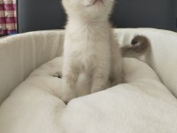 2 aylık scottish fold blue point dişi
