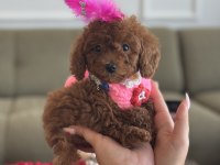Süslü Toy Poodle bebeğim