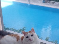 Kedimiz Acil ücretsiz sahiplendirilecektir