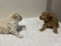 Beyaz renk erkek tam toy poodle yavru
