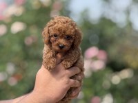 AŞILI ÇİŞ EĞİTİMLİ TOY POODLE BEBEKLER 