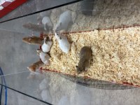Bebek suriye hamsteri