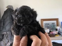 Eşsiz kalitede Maltipoo köpeği