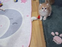 Ay11 By12 Ny11 safkan Golden yavrular Catteryden