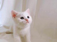 Şişman ve Enerjik Sevimli Beyaz British Shorthair