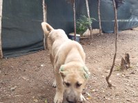 Kangal yavrusu satiliktir