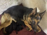ŞECERELİ ALMAN ÇOBAN KÖPEĞİ