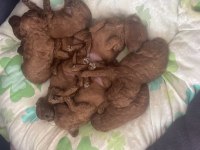 1 aylık Poodle 15 Mayıs teslim