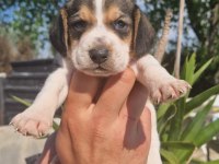 Irk ve sağlık garantili beagle yavrular