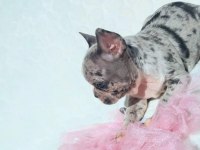 2.5 aylık dişi merle french bulldog