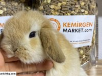 Mini Lop Tavşanı Çiftliği - Her İle Gönderim!