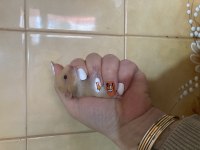 Acil Hamster Yavrular