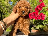 2 adet erkek poodle